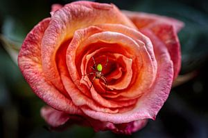 Insekt auf Rose von Rob Boon