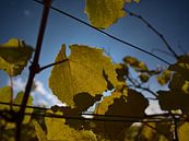Close up van een wijnstok met geel verkleurde bladeren in de herfst van Timon Schneider thumbnail