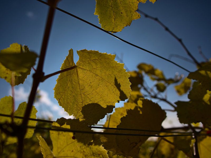 Close up van een wijnstok met geel verkleurde bladeren in de herfst van Timon Schneider