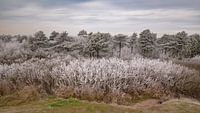 Winter in het Pettemer bos van Mirjam Boerhoop - Oudenaarden thumbnail
