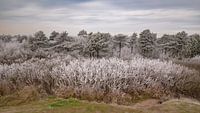 Winter in the forrest of Petten