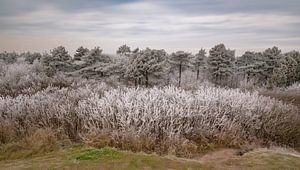 Winter im Pettemer Wald von Mirjam Boerhoop - Oudenaarden
