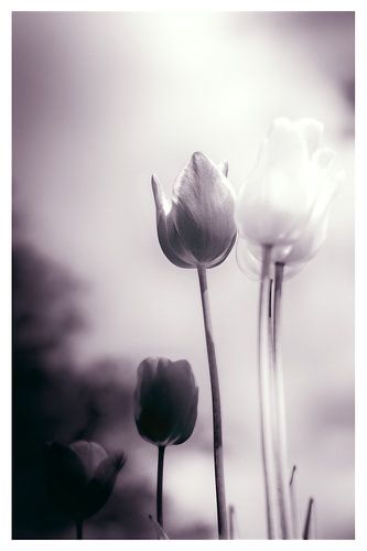 Een vleugje emotie - sfeervolle bloemenzee van tulpen in stille rouw