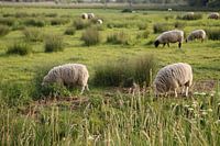 Schapen in de wei