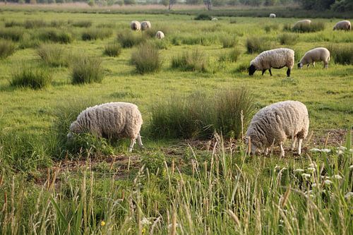 Schapen in de wei