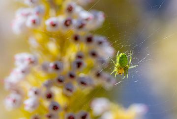 Groene pompoenspin in web voor bloemen