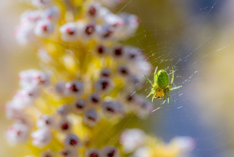 Green pumpkin spider in web in front of flowers by ManfredFotos