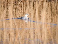 Smew schwimmt in der Wintersonne
