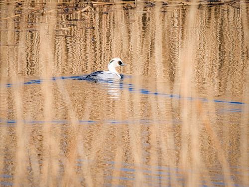 Smew schwimmt in der Wintersonne