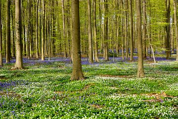 Lente in het bos