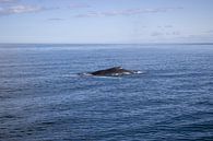 Humpback whale in the Greenland Sea off the coast of Húsavík, Iceland | Travel photography by Kelsey van den Bosch thumbnail