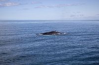 Humpback whale in the Greenland Sea off the coast of Húsavík, Iceland | Travel photography
