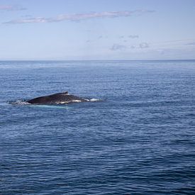 Baleine à bosse dans la mer du Groenland au large de Húsavík, Islande | Travel photography sur Kelsey van den Bosch