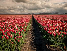 Flower fields in bloom with beautiful tulips in Holland by Robin Jongerden
