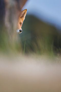 Shy fox