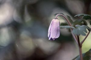 fleurs partie 64 sur Tania Perneel