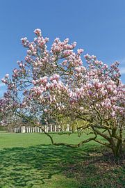 Frühling im Nordpark,Düsseldorf,