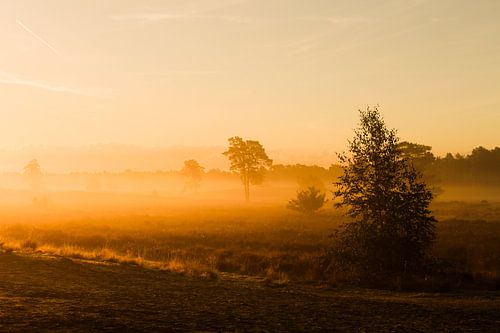 Zonsopkomst door de mistige duinen