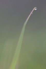 Gras van Robert Wiggers