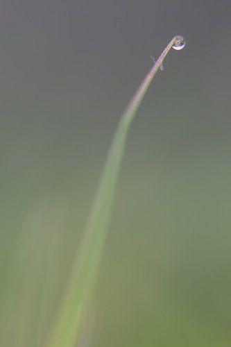 Gras