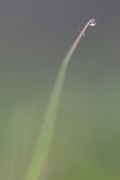 Gras van Robert Wiggers