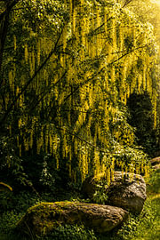 PLUIE JAUNE