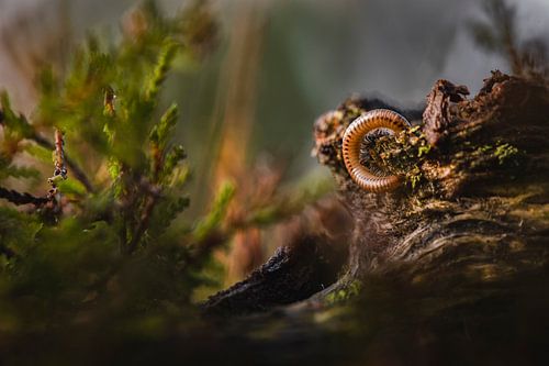 Aufkommen des Knöterichs (Tausendfüßler)