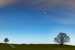 Bäume mit Mond