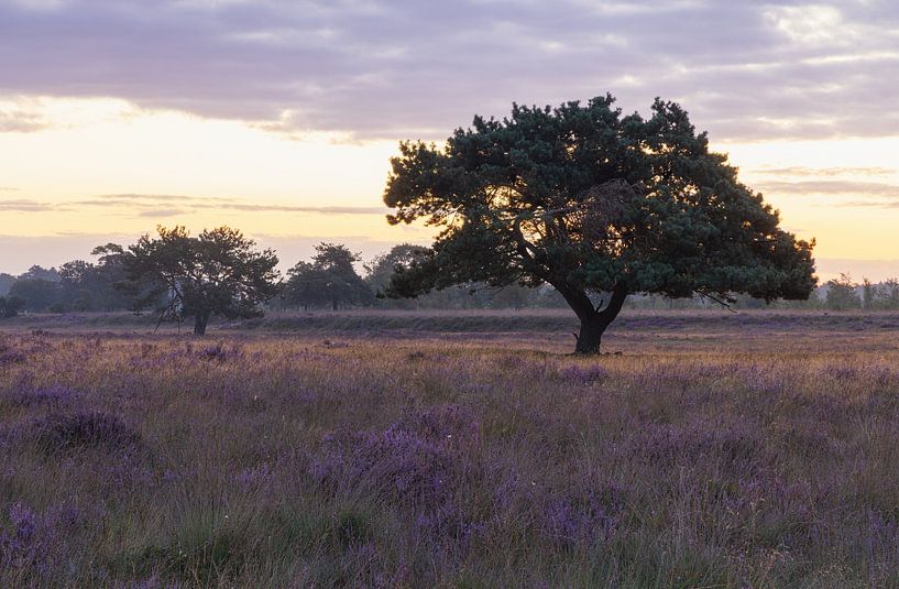 Mooiste boom van drenthe in het zonlicht tijdens zonsopkomst - Dwingelderveld (Nederland) van Marcel Kerdijk