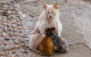 Cat with three boy by Stijn Cleynhens