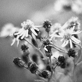 Bloemen van Geertruida van der Ploeg