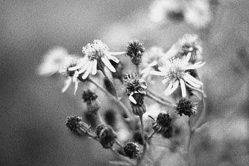 Bloemen van Geertruida van der Ploeg