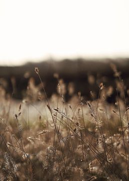 Pluimen in de winterzon