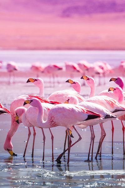 Flamingos by Jan Schuler