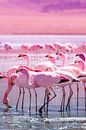 Flamingos von Jan Schuler Miniaturansicht