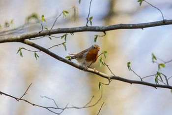 Redbreast sur la branche