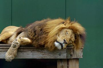 Leeuw ligt te slapen van Marcel Kieffer