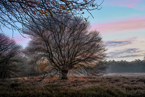 Wolfhezerheide part 156