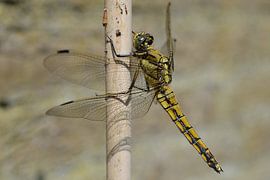 Dragonfly (Libelle) sur Madelinde Maassen