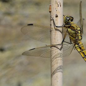 Dragonfly (Libelle) sur Madelinde Maassen