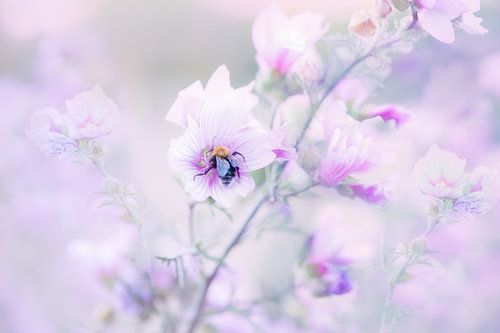 Bij die honing aan het zoeken is