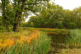 Wald im Herbst von Dirk van Egmond