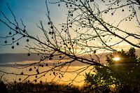 ondergaande zon door de bomen