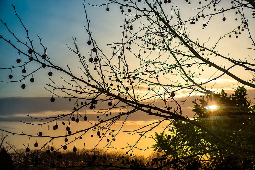 ondergaande zon door de bomen par saskia snijders