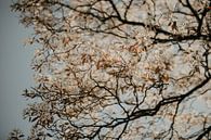 Blüte am Baum von Sanne van Pinxten Miniaturansicht