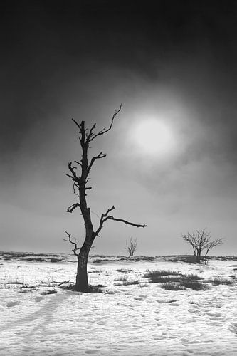 Nebel im Hohen Venn im Winter