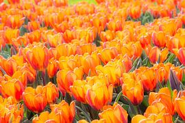 Flowerbed with orange tulips by ManfredFotos