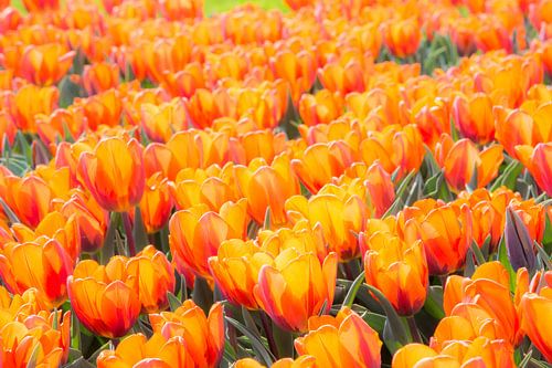 Bloemenperk met oranje tulpen