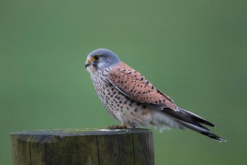 Kestrel by Anton Kloof