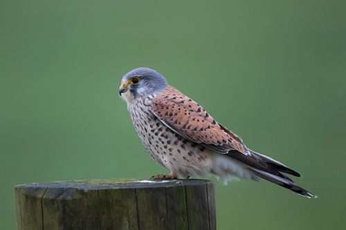 Kestrel